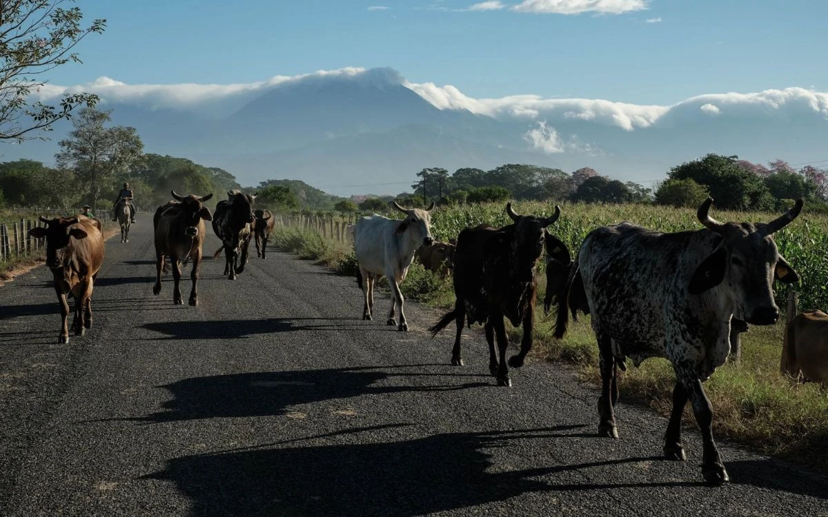 Gusano barrenador impacta al sector ganadero con pérdidas de 25 mdd diarios: Unión Ganadera