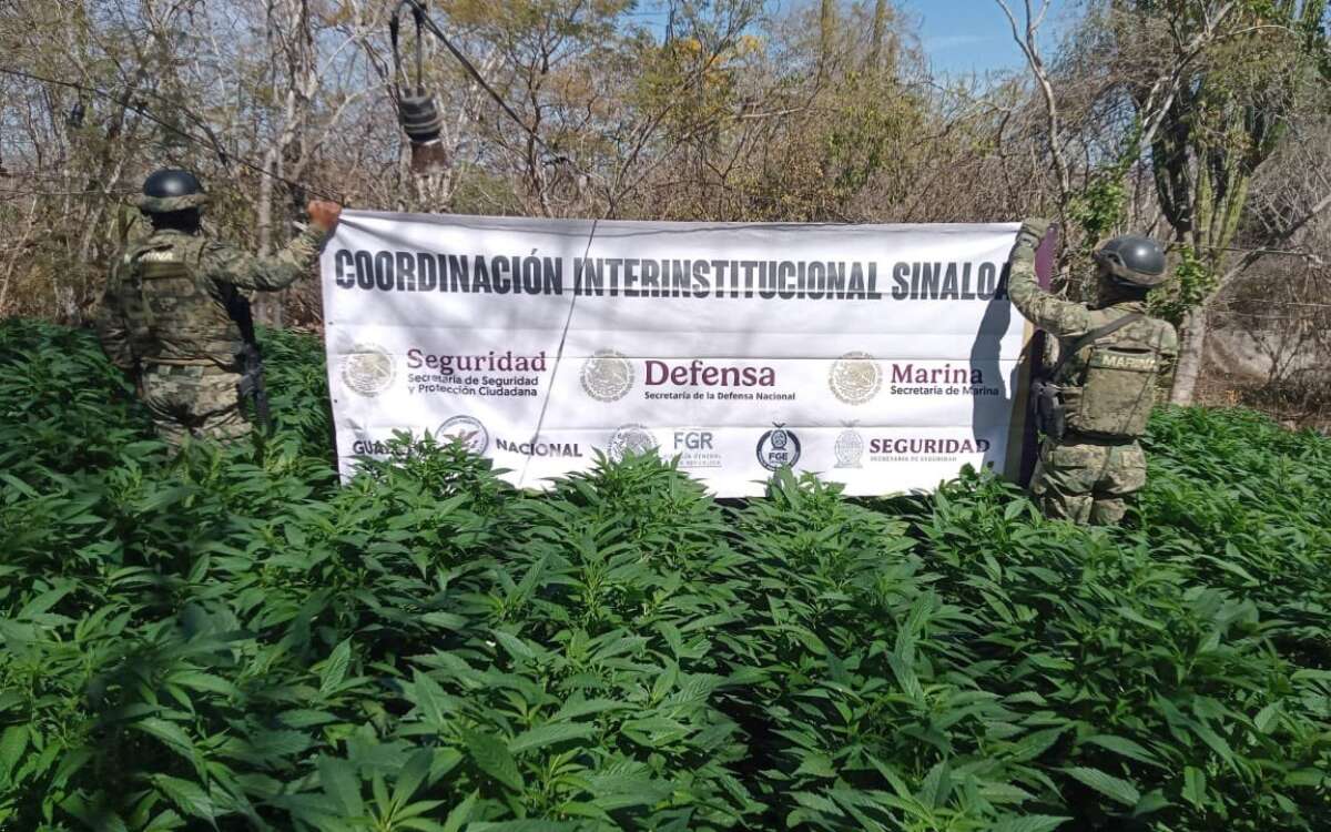 Autoridades localizan y aseguran tres plantíos y más de 11 mil kg de marihuana en Sinaloa