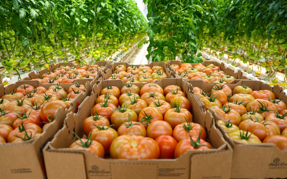 México actualiza precios mínimos de exportación del tomate fresco