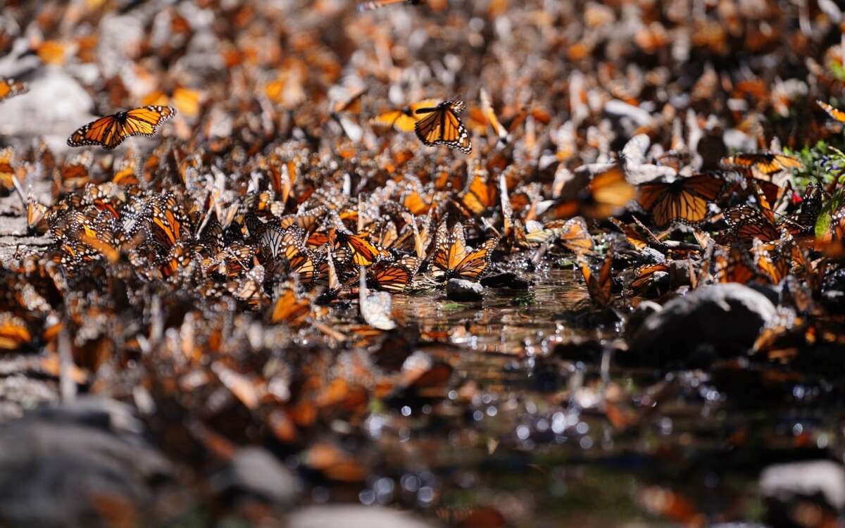 Se duplica presencia de mariposa monarca en México