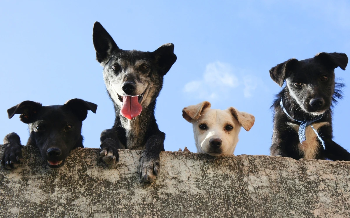 ¿Cuál es la raza de perro adecuada para ti? experto lo explica