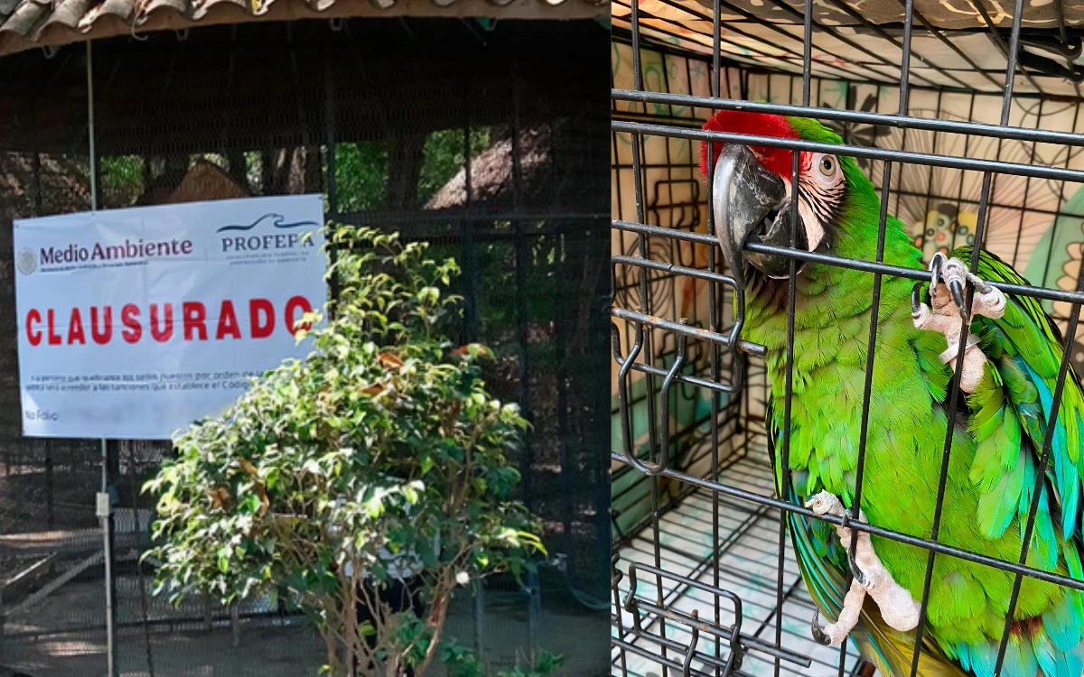 Por bajo peso y estrés, Profepa clausura parque Temazcal Zovic de Morelos