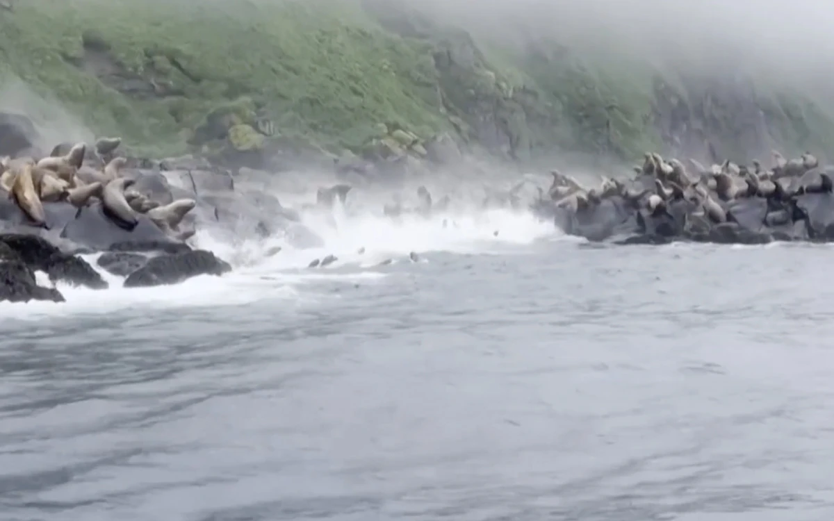 Video | Leones marinos aterrados se arrojan al mar huyendo del terremoto en Rusia