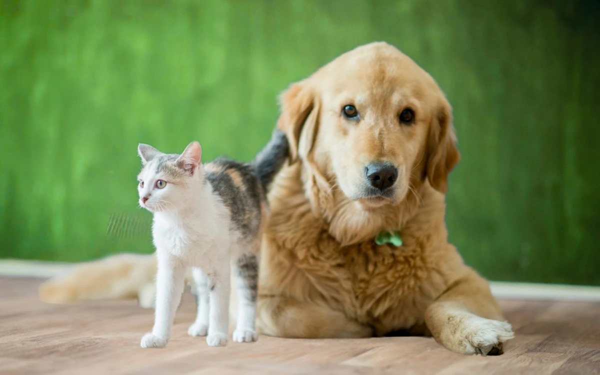 Protege a tus mascotas del gusano barrenador; consejos clave