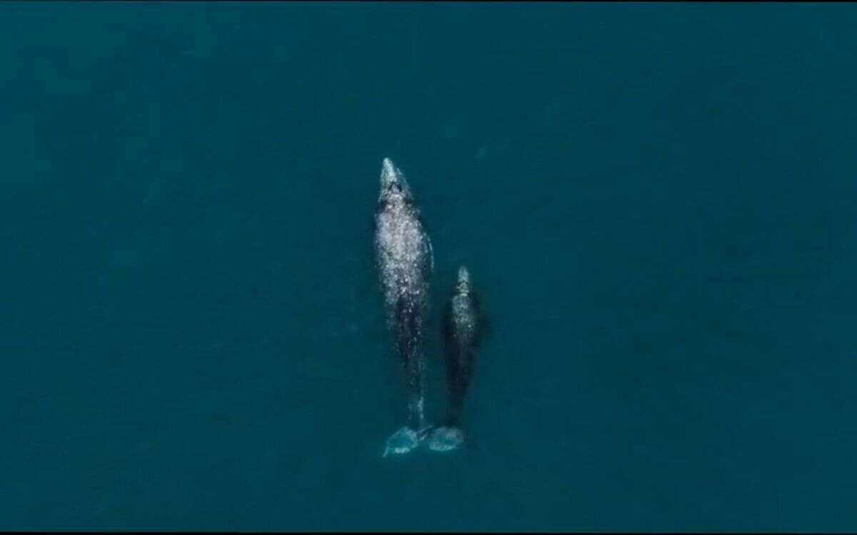 Arranque de avistamientos de ballena gris en la Reserva El Vizcaíno podría mostrar disminución