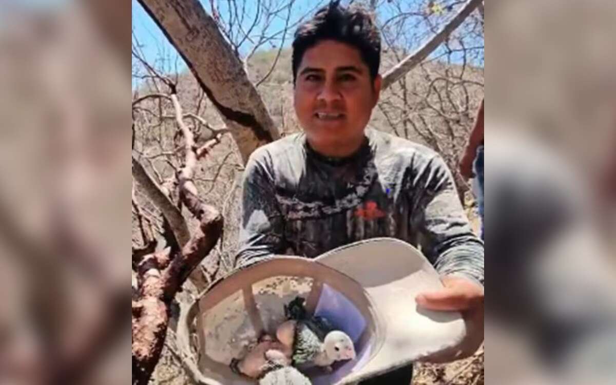 Profepa denuncia a ‘Luis Mi Padre Hermoso’ por saquear nido de pericos en peligro de extinción