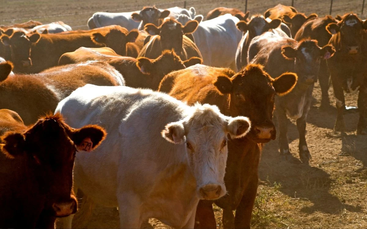 Por gusano barrenador, ganado centroamericano solo ingresará por Puerto Chiapas