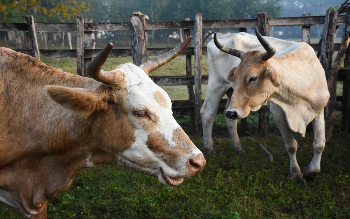 EU autoriza el uso de emergencia de fármacos veterinarios contra el gusano barrenador