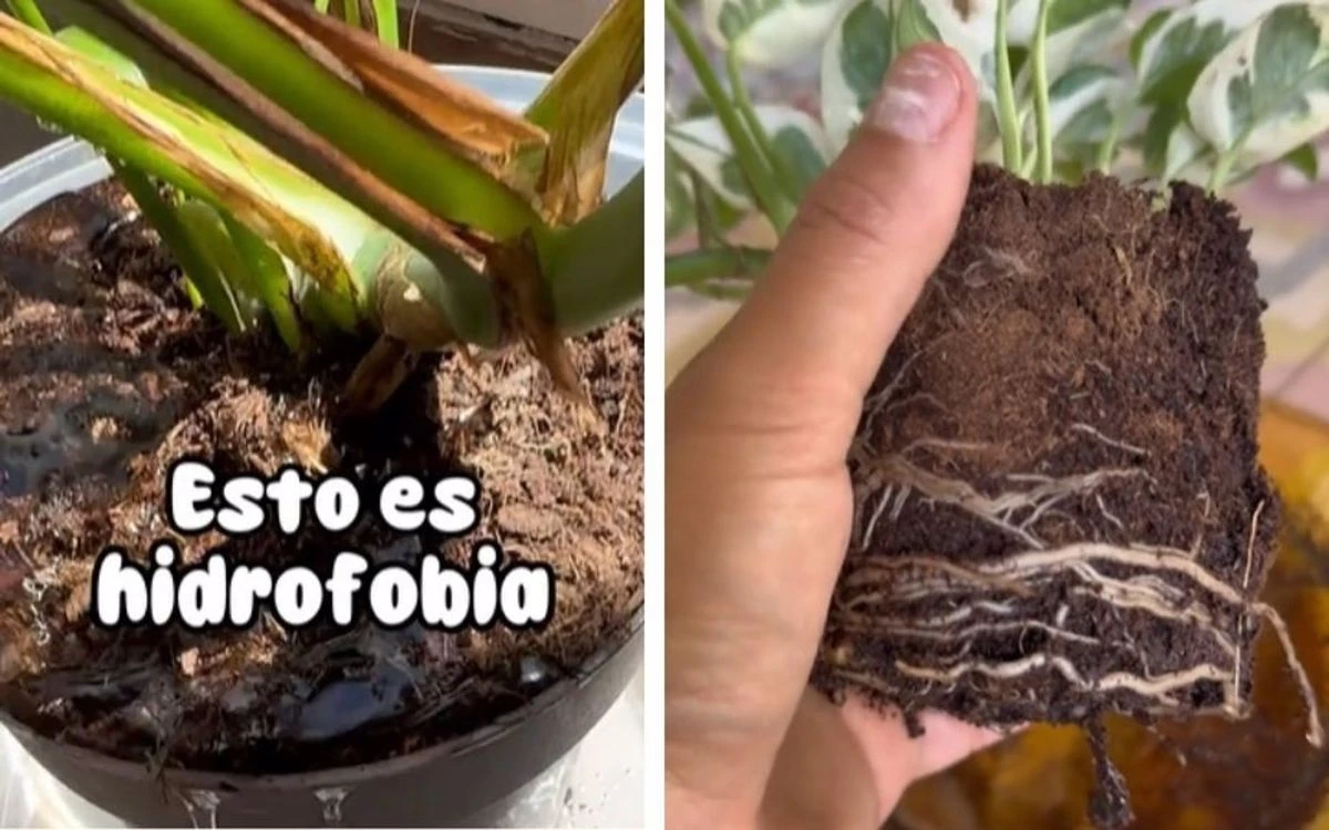 ¿Tu planta rechaza el agua? No la tires a la basura, podría tener ‘hidrofobia’