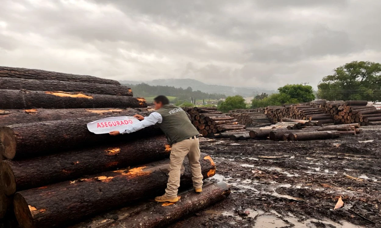Tala ilegal avanza en México y se relaciona con crimen organizado: Profepa