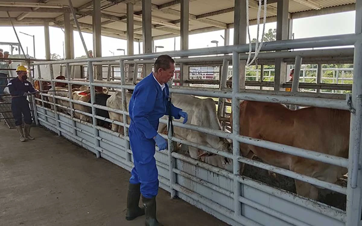 México tacha de “exceso” la petición de EU sobre el gusano barrenador en el ganado