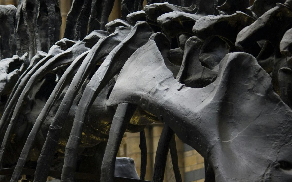 Identifican nueva especie de dinosaurio en Japón