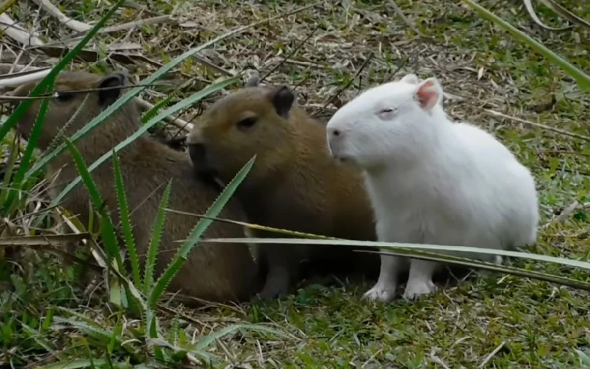 El trágico final de los capibaras albinos que conquistaron internet