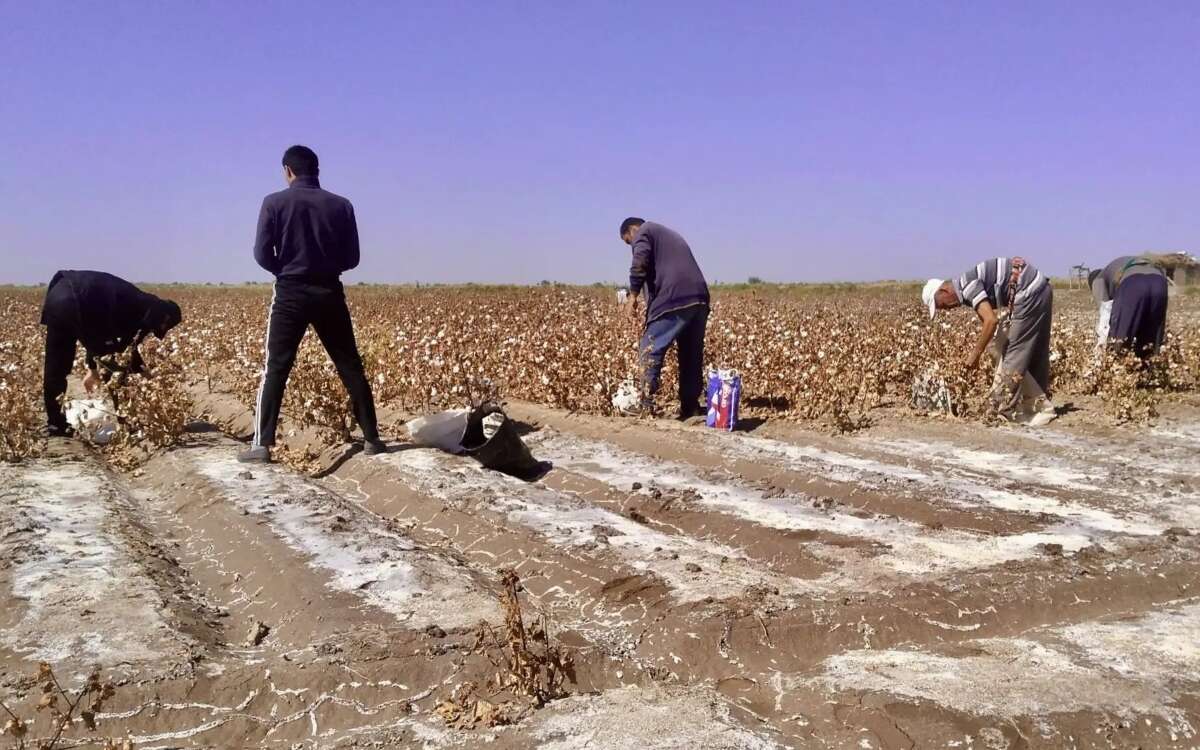 Exponen trabajo forzado en campos de algodón de Turkmenistán | Video