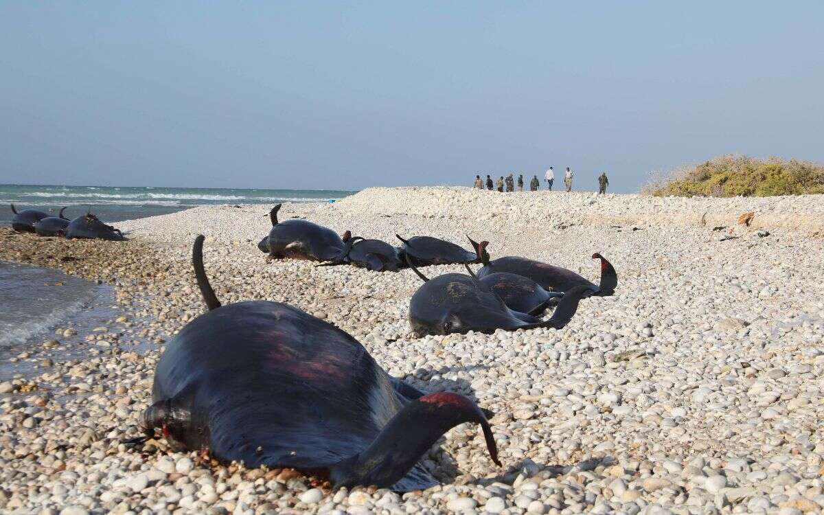 Hallan más de 100 delfines muertos en la costa somalí; la causa es un misterio