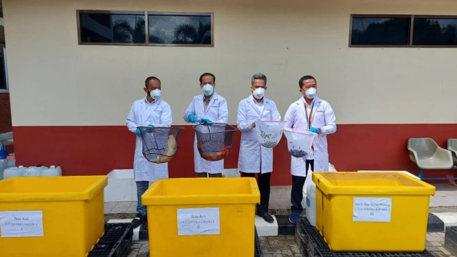 Terdeteksi Bawa Virus, Ratusan Ikan Koi Asal Jepang Dimusnahkan