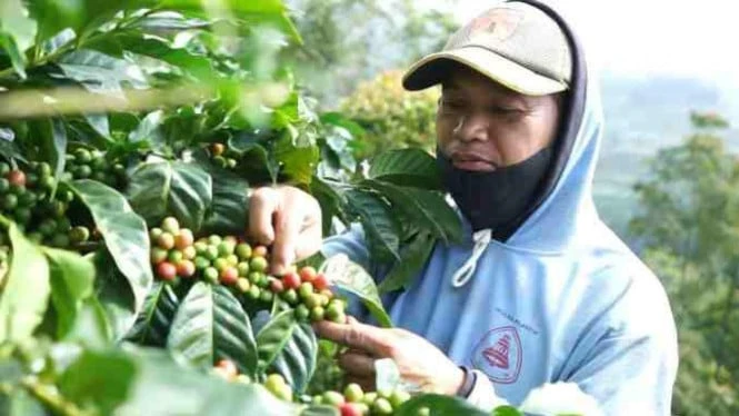 Uniknya Cita Rasa Kopi Windusari Magelang