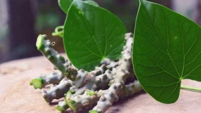 Cara Agar Asam Urat dan Kadar Gula Darah Normal dengan Brotowali