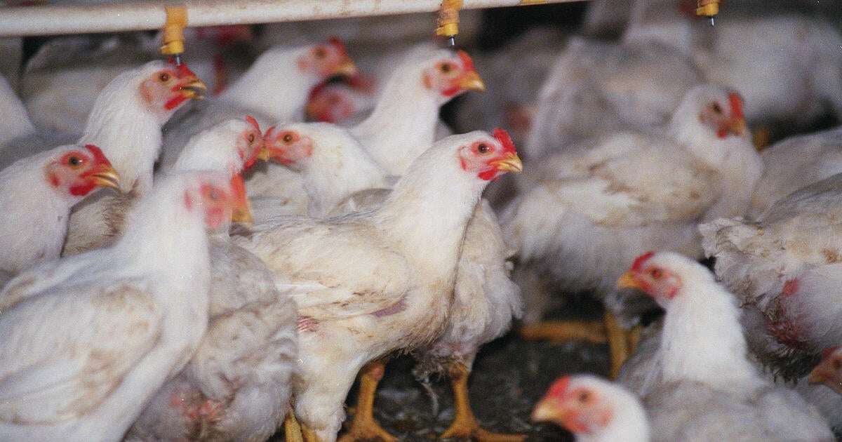 RFK Jr. warns vaccinating poultry for bird flu could backfire