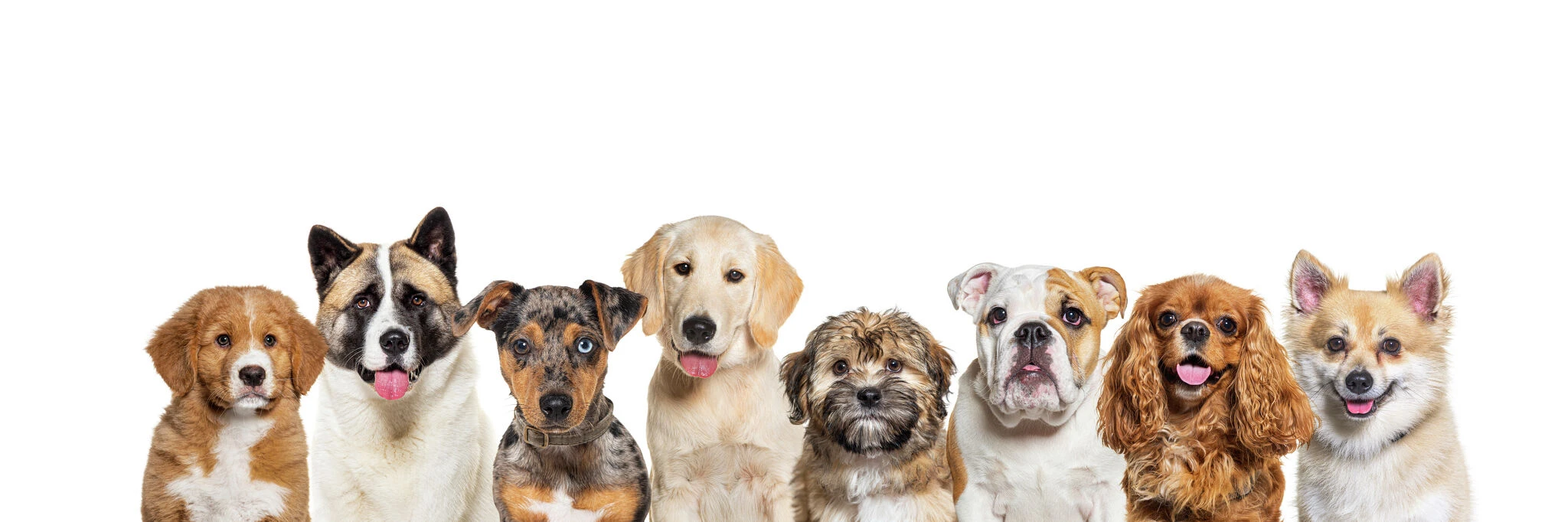 Joe Pisani (opinion): Is my dog body shaming me?
