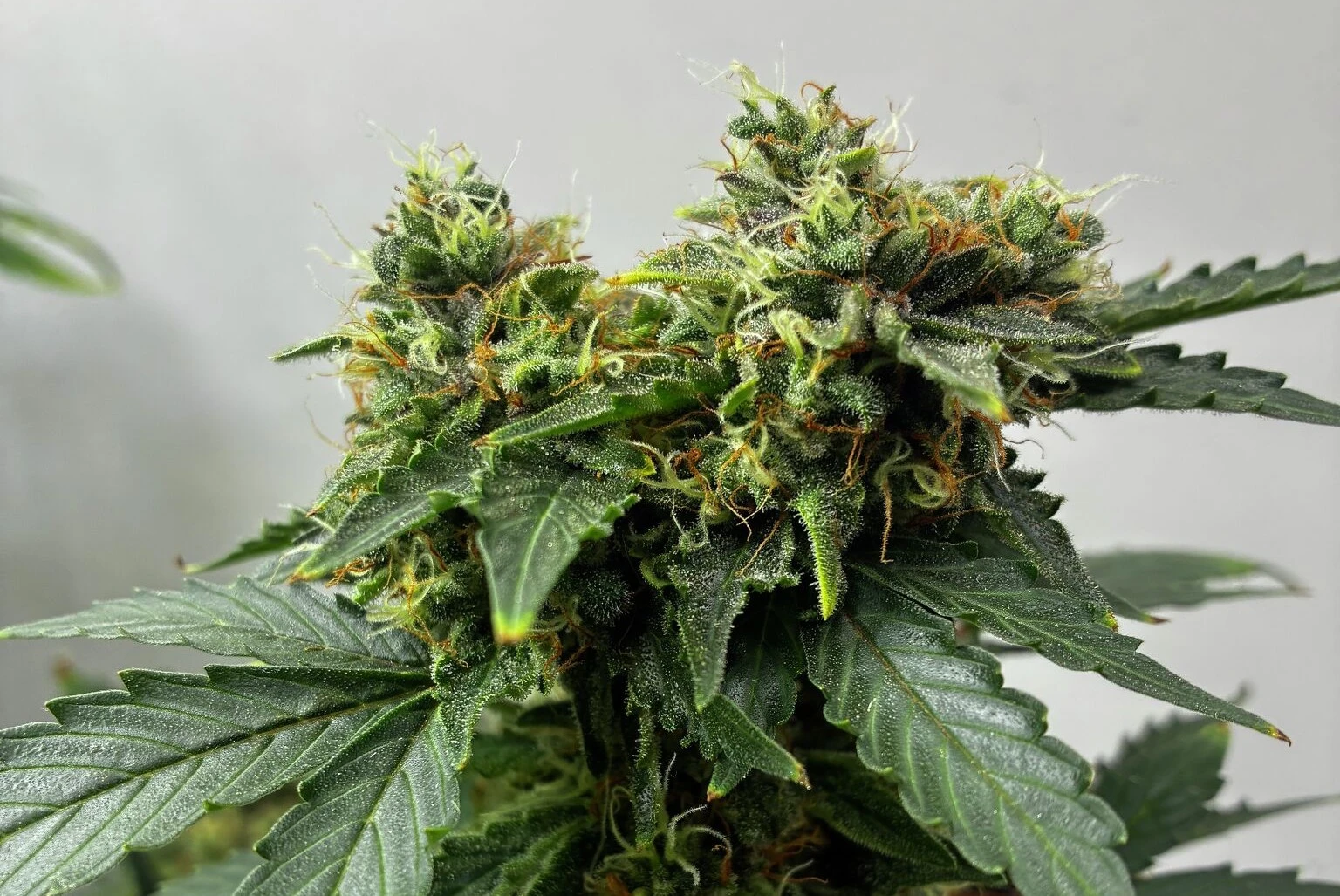 Cannabis companies once poured millions into Hartford—now they’re pulling back