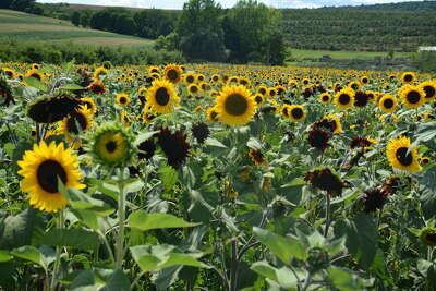 Clifford the Big Red Dog Sunflower Maze open at Lyman Orchards