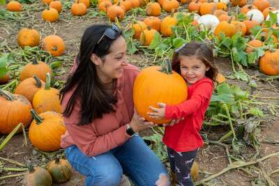 CT to have 'plenty of pumpkins' this year despite wet summer