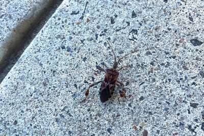 Stink bug or seed bug? These pests are taking shelter in CT homes