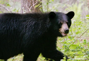 Opinion: On my first bear encounter, he went his way and I went mine