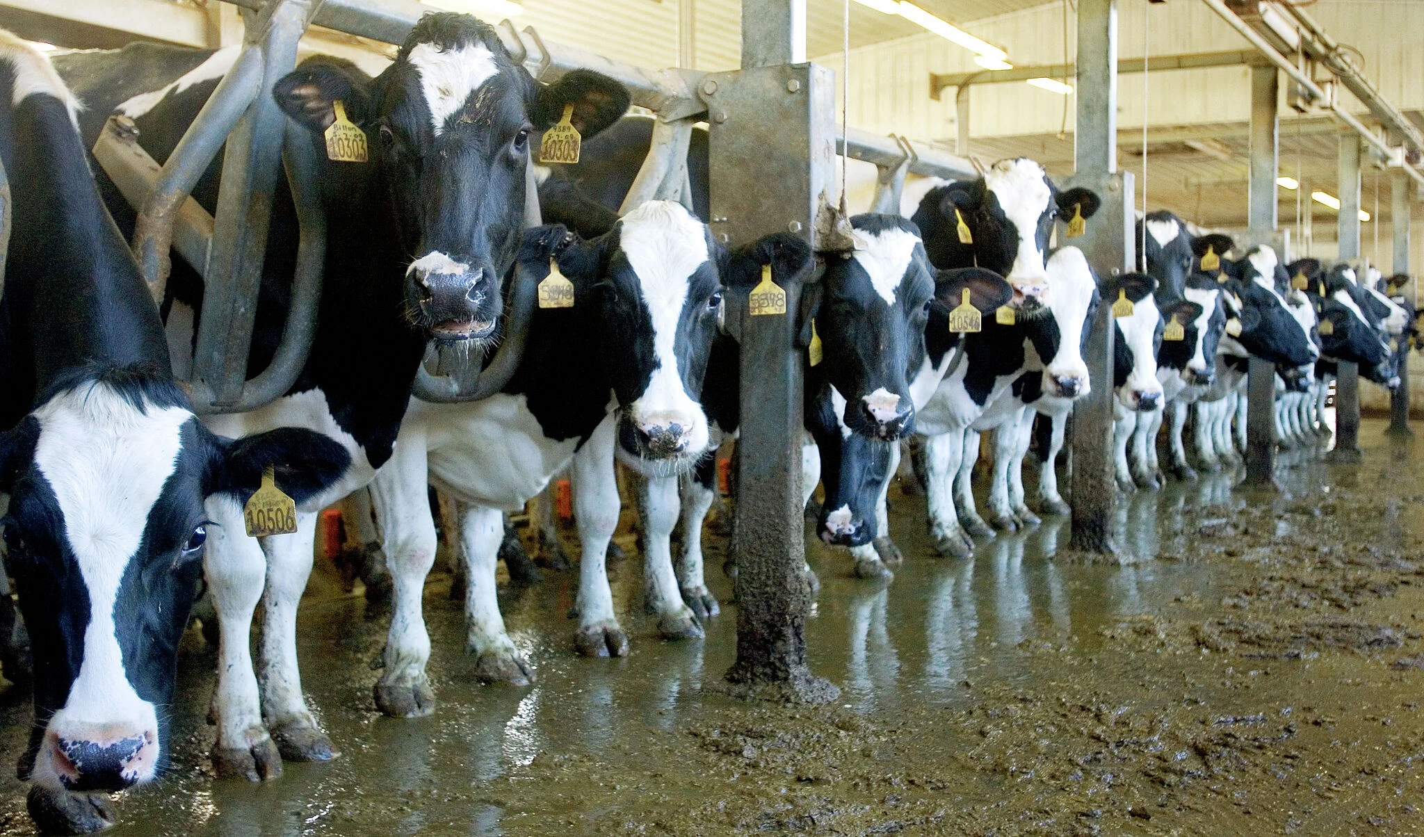 Opinion: One CT cow costs $3,631 in taxes. It's too much