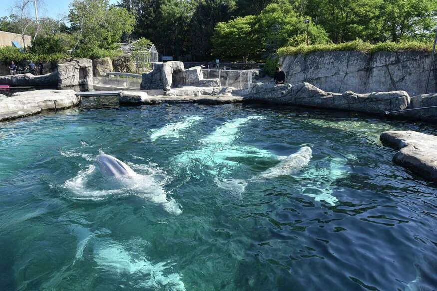 Mystic Belugas meet new arrivals for first time