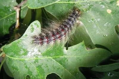 ‘Major outbreak’ of gypsy moths wreak havoc in CT, expert says