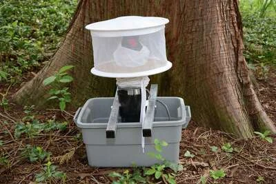 Life is normal again — for mosquitoes