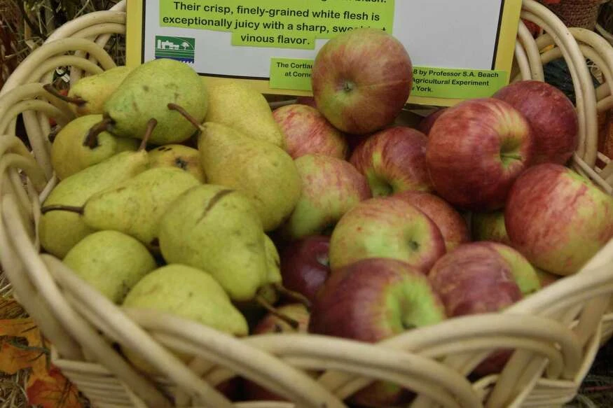 New Milford is planning its first-ever Apple Festival this fall