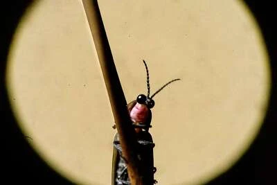 When can you see June’s full ‘strawberry’ moon in CT?