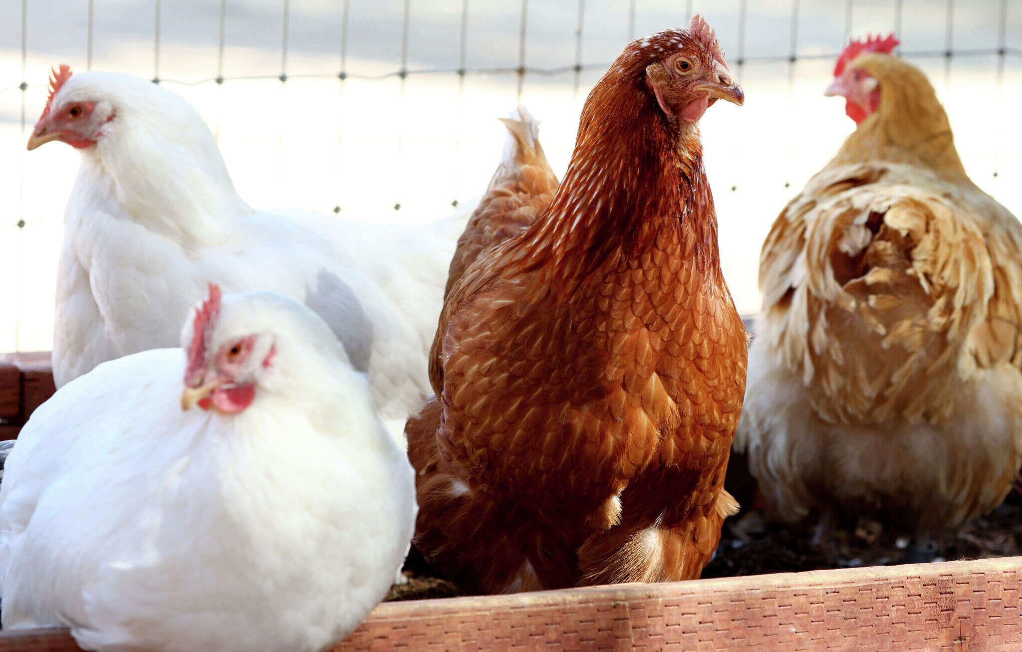 What to know about bird flu outbreak's effect on egg prices in CT