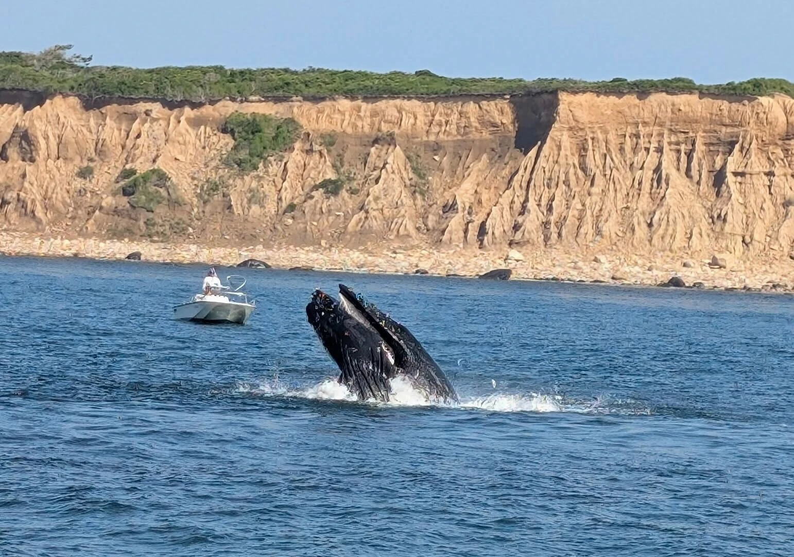 Watch a humpback whale spotted feeding near CT fishing boat in Long Island Sound