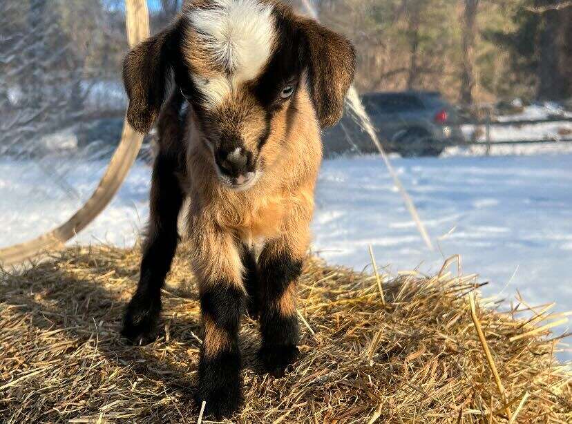 Washington Depot farm welcomes 4 sets of twin goats in 4 days