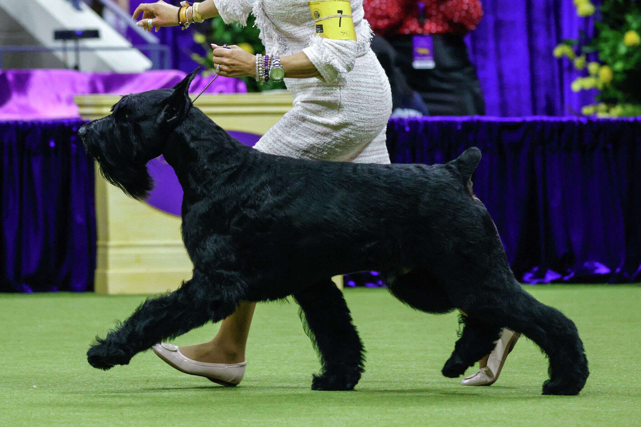 A day in the life of Monty the Giant Schnauzer, a CT award-winning show dog