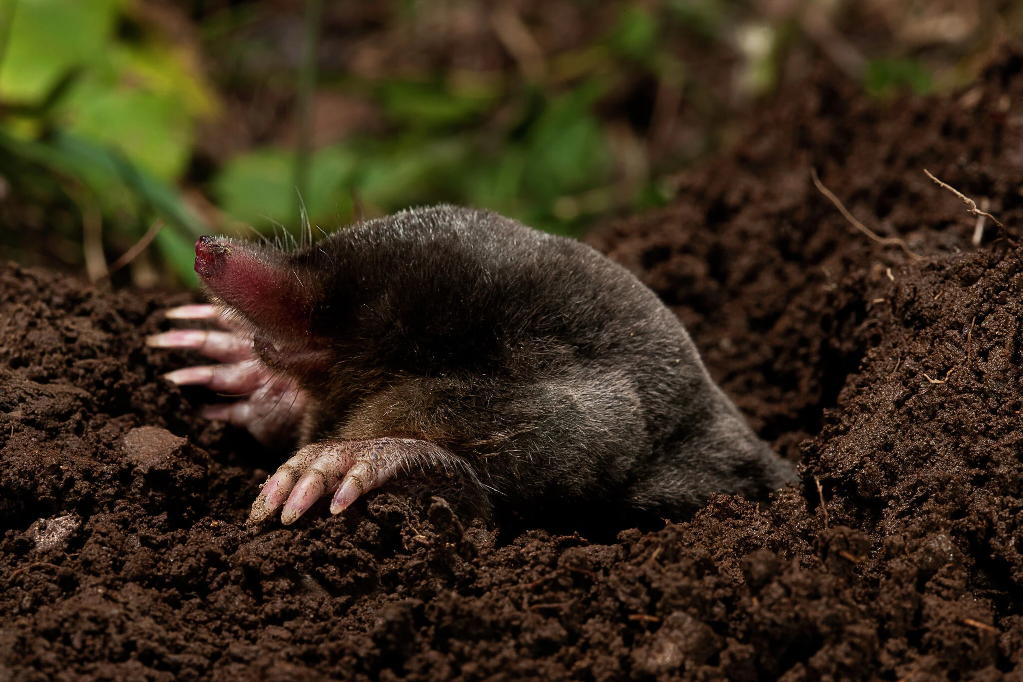 'Decoy gardens' and other expert tips to keep animals from eating in CT's yards
