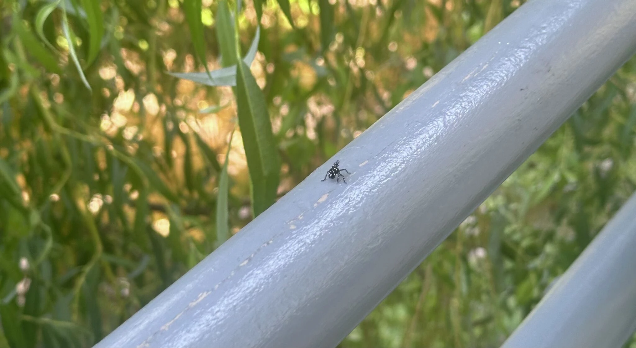 Young spotted lanternflies are emerging in CT. Here's how to spot them.