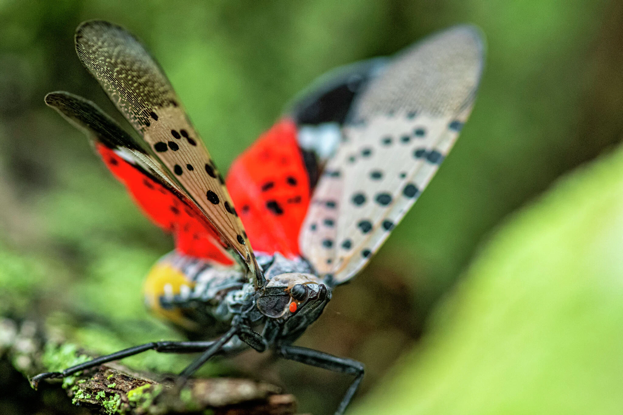 Spotted lanternflies will soon emerge in CT in greater numbers, scientists say