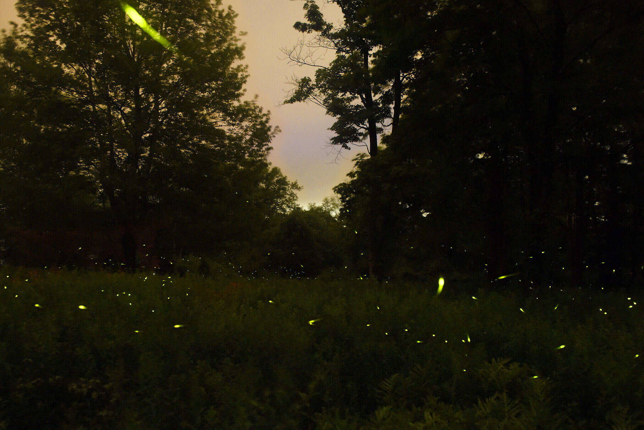 At 'untouched meadow' in CT, thousands of protected fireflies mate and glow