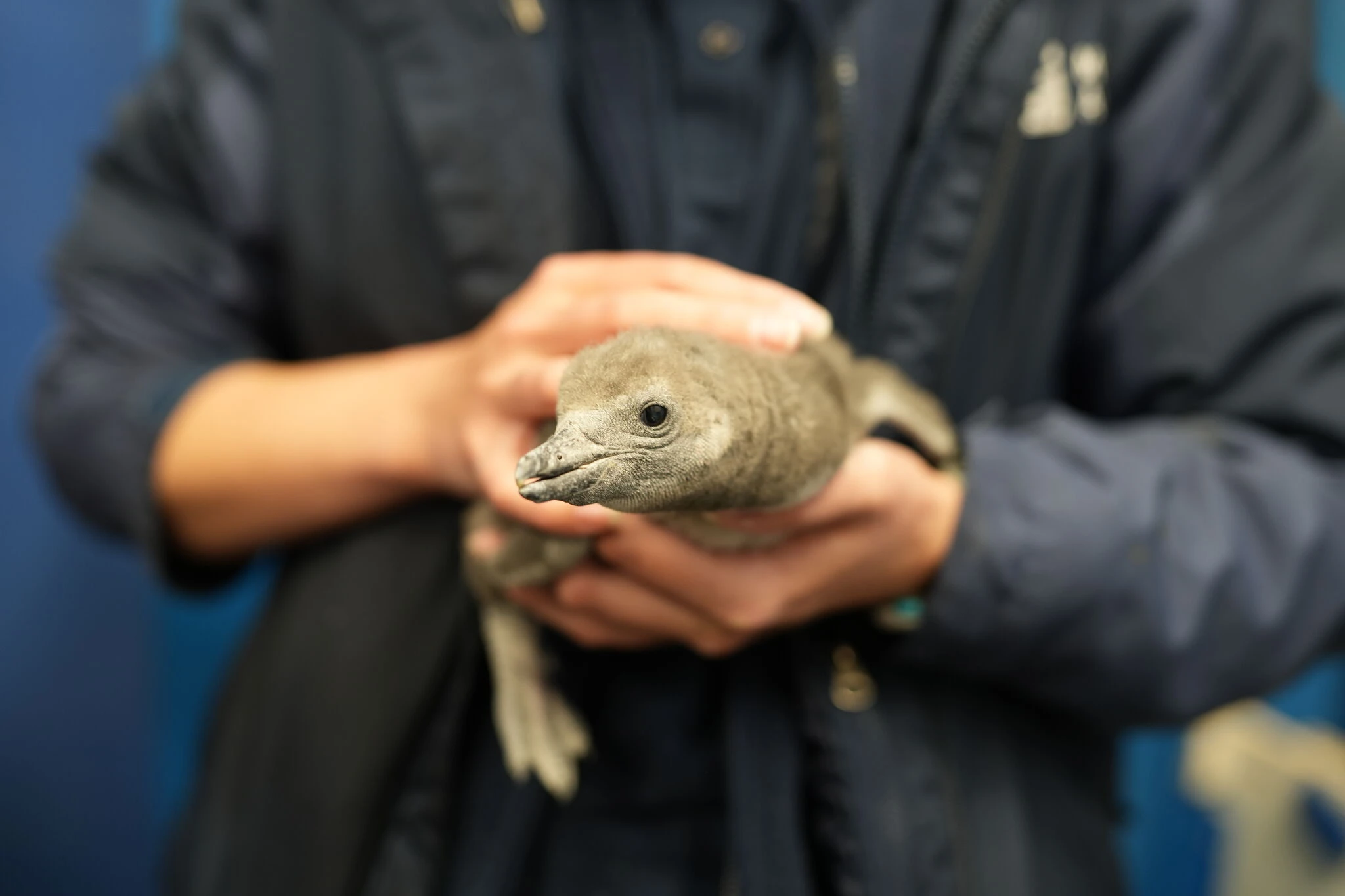 Two African penguins, an endangered species, hatched at CT aquarium