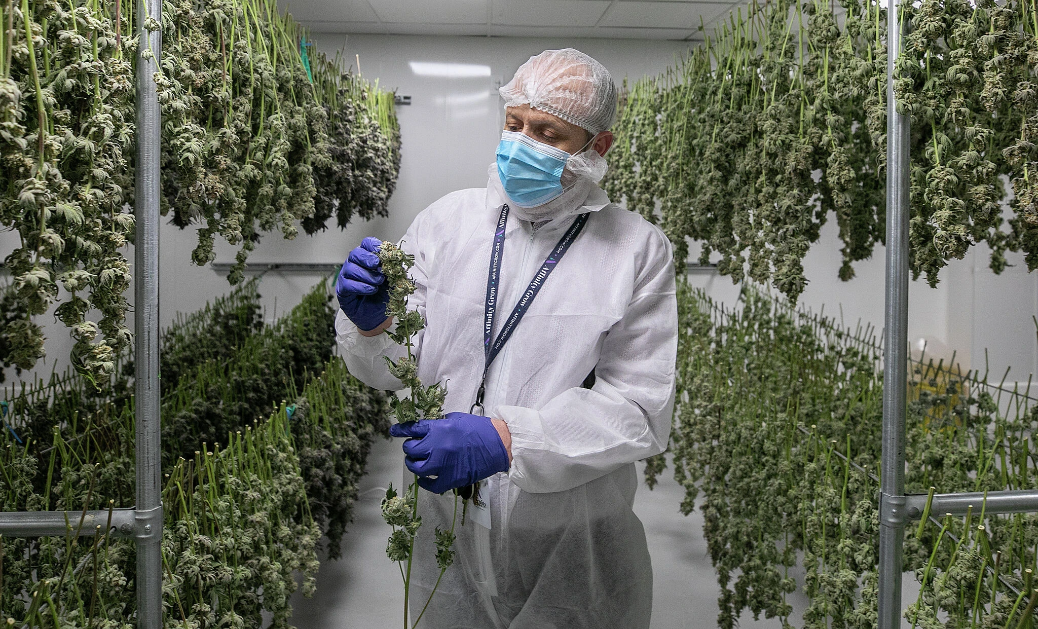 Connecticut cannabis regulators move to suspend or revoke grower's license