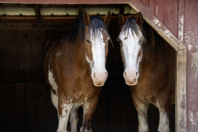 Connecticut Draft Horse Rescue gives horses a new lease on life