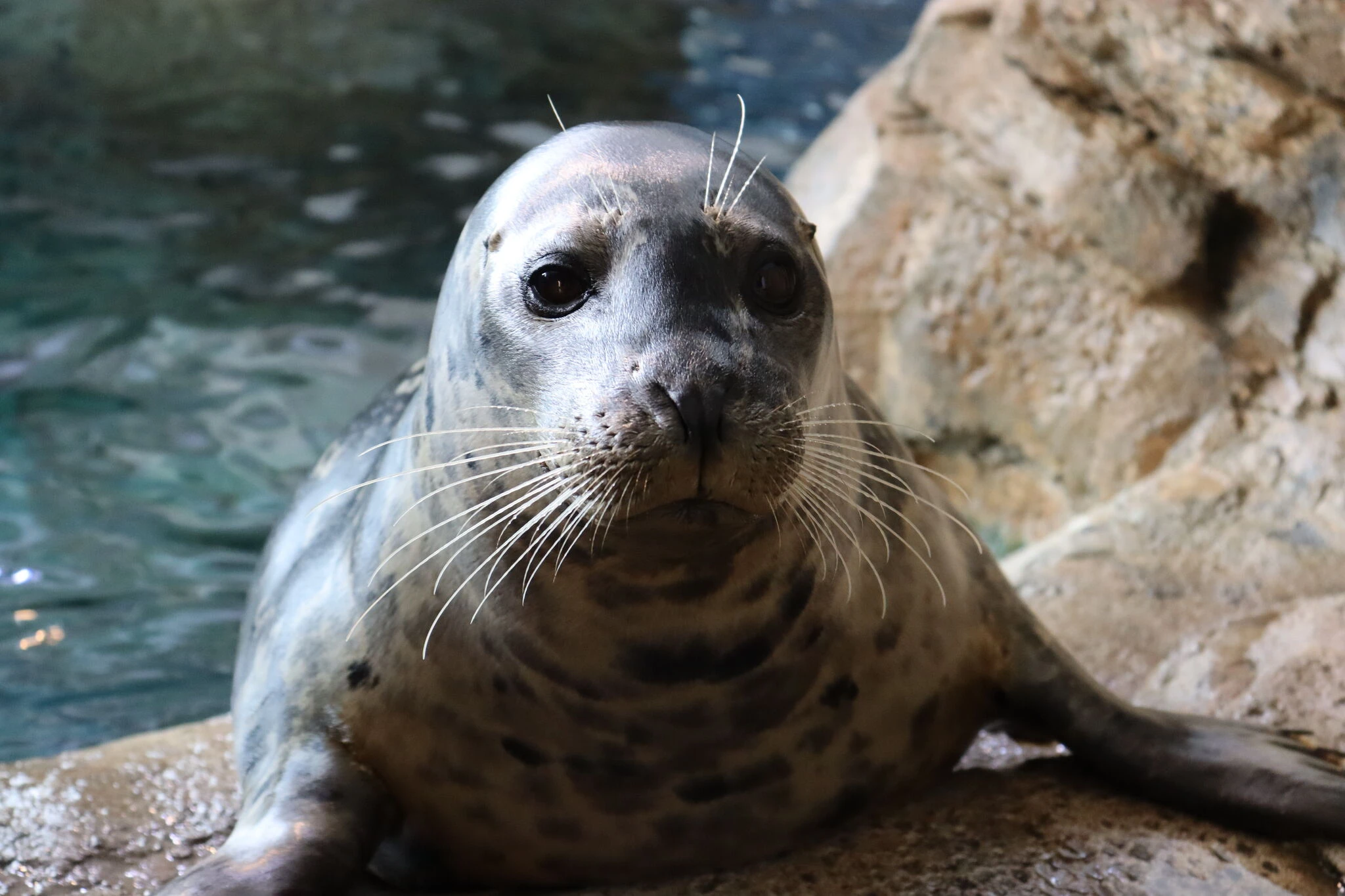The Maritime Aquarium welcomes new harbor seal from California