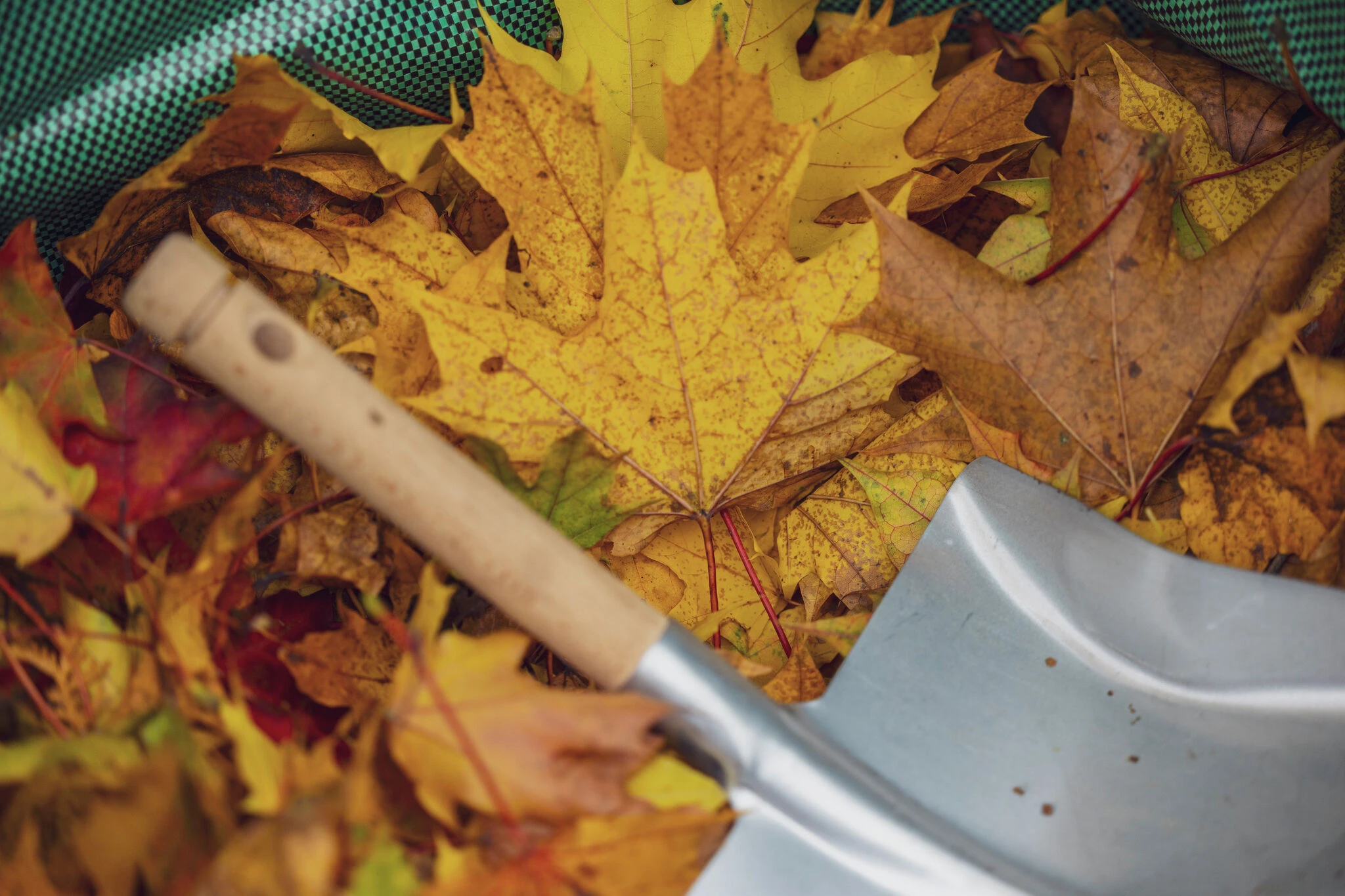 Opinion: Don’t kick your autumn leaves to the curb