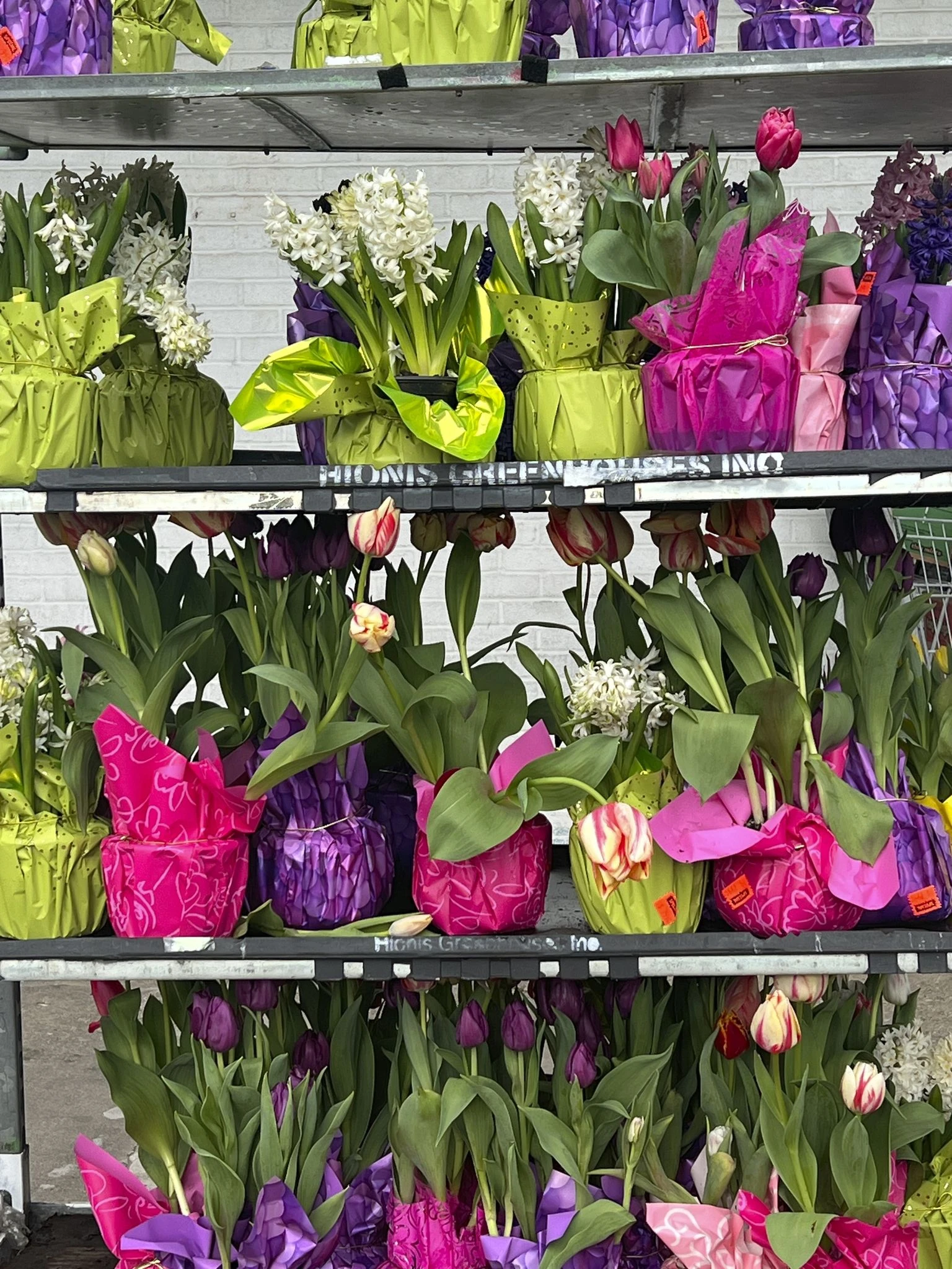 Brighten winter with indoor blooms by forcing spring bulbs to flower early