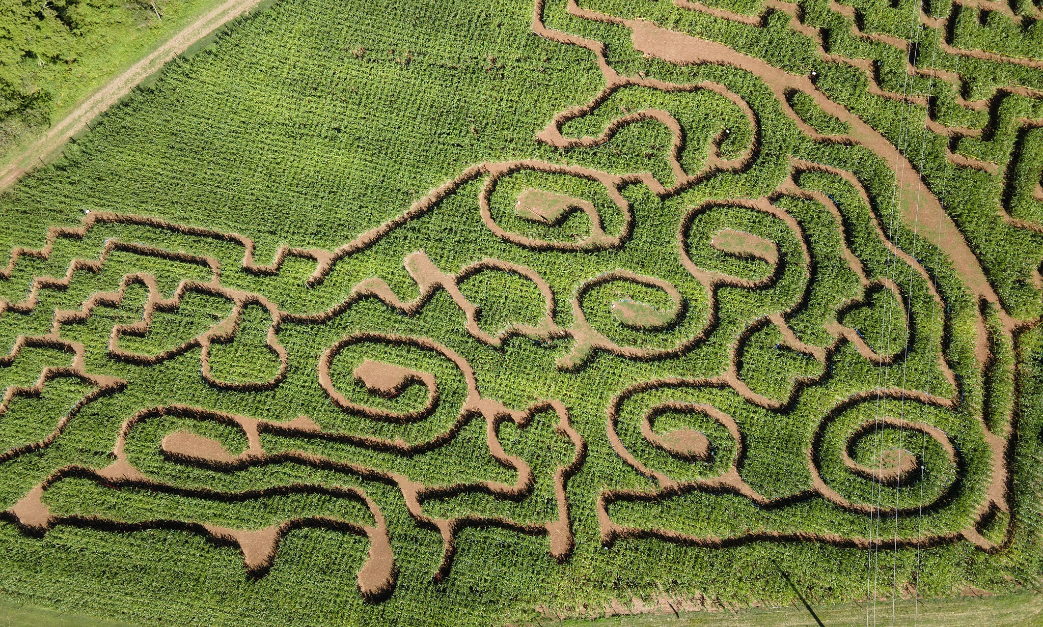 Bishop’s Orchards debuts pizza-themed corn maze in CT